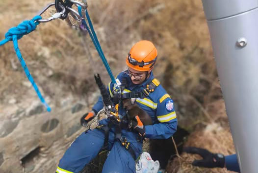 Dog rescue: Firefighters Rescue Dog from Deep Water Pit in Nicosia