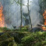 Forest Fire Near Limassol Extinguished Quickly