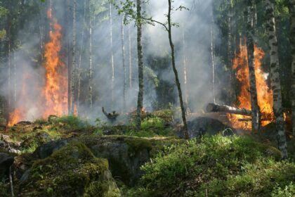 Forest Fire Near Limassol Extinguished Quickly