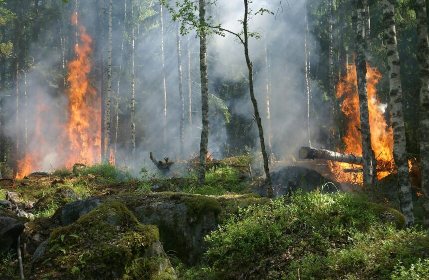 Forest Fire Near Limassol Extinguished Quickly
