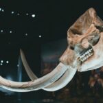 Mammoth Bones Uncover Secrets of Ice Age Hunting Strategies