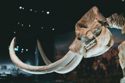 Mammoth Bones Uncover Secrets of Ice Age Hunting Strategies