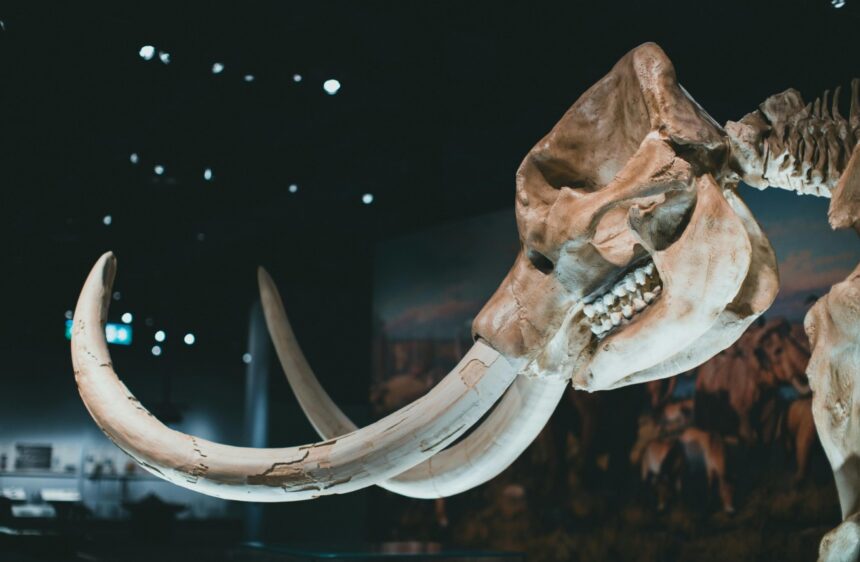 Mammoth Bones Uncover Secrets of Ice Age Hunting Strategies