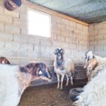 Fat Tailed Sheep Breed in Cyprus to Avoid Culling Amid Disease Outbreak