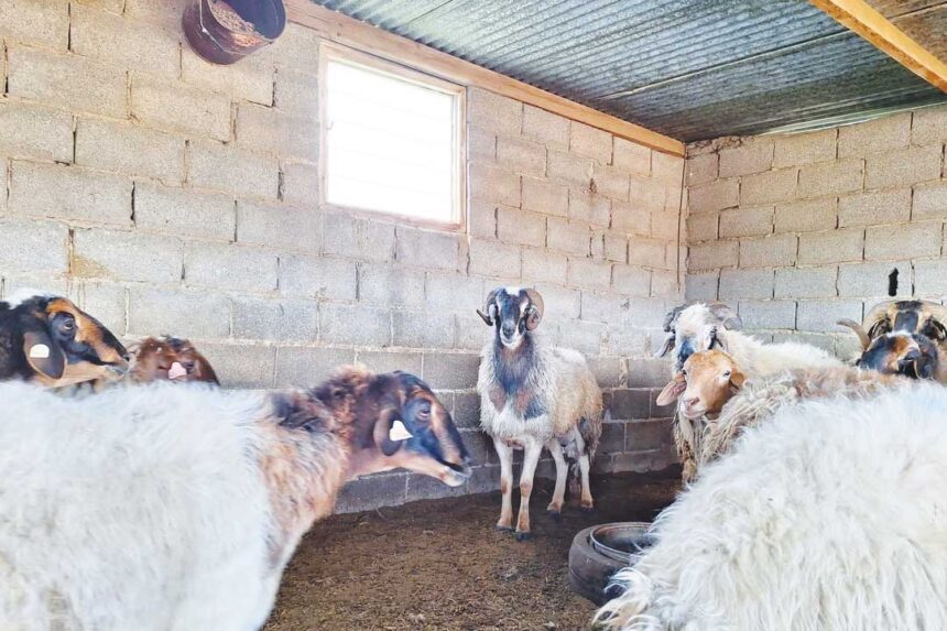 Fat Tailed Sheep Breed in Cyprus to Avoid Culling Amid Disease Outbreak