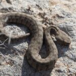 Understanding the Risk of Snakes in Cyprus