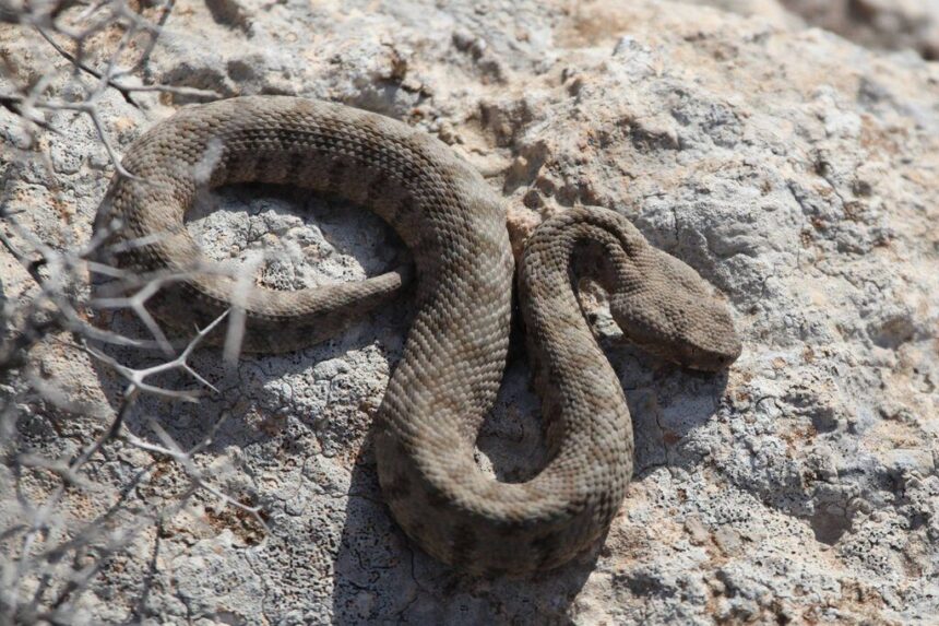 Understanding the Risk of Snakes in Cyprus
