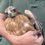 Bonelli s: Bonelli's Eagle Rescued in Cyprus After Mother's Death