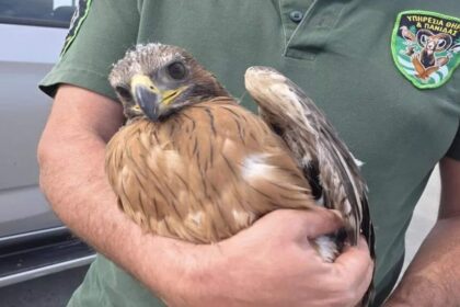 Bonelli s: Bonelli's Eagle Rescued in Cyprus After Mother's Death