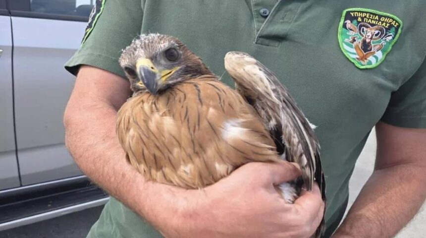Bonelli s: Bonelli's Eagle Rescued in Cyprus After Mother's Death