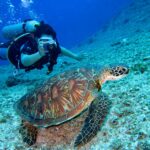Plastic Pollution in the Mediterranean Threatens Sea Turtles' Survival