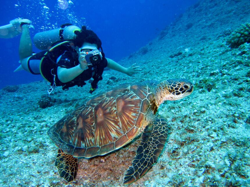 Plastic Pollution in the Mediterranean Threatens Sea Turtles' Survival
