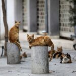 Microchipping Sterilised Stray Cats Proposal Gains Support in Cyprus