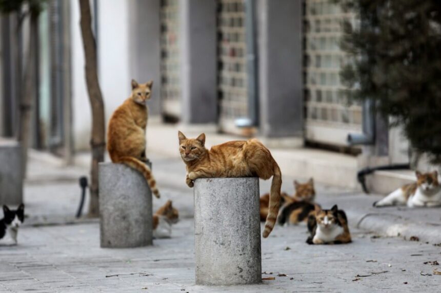 Microchipping Sterilised Stray Cats Proposal Gains Support in Cyprus