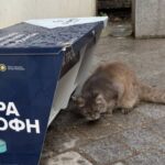 Animal Rescue Groups Suspend Neutering Programmes for Stray Cats