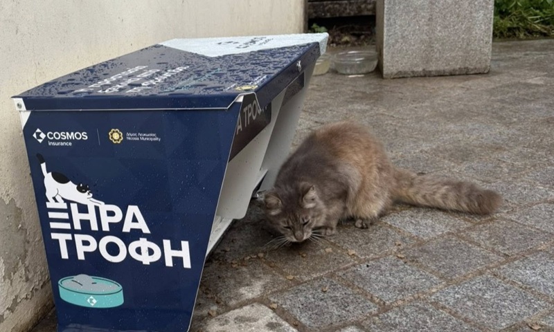 Animal Rescue Groups Suspend Neutering Programmes for Stray Cats