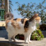 Cyprus to Certify Animal Welfare Volunteers Amid Rising Attacks