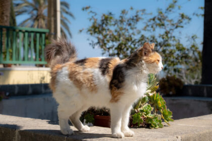 Cyprus to Certify Animal Welfare Volunteers Amid Rising Attacks