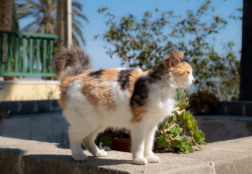 Cyprus to Certify Animal Welfare Volunteers Amid Rising Attacks