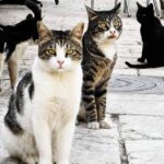 Cyprus Animal Welfare Groups Halt Stray Cat Sterilisations Amid Volunteer Attacks