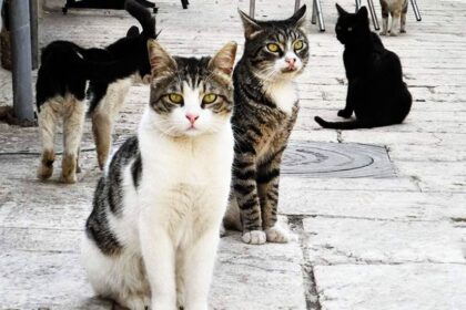 Cyprus Animal Welfare Groups Halt Stray Cat Sterilisations Amid Volunteer Attacks