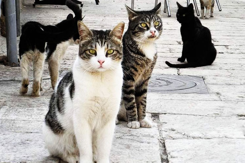 Cyprus Animal Welfare Groups Halt Stray Cat Sterilisations Amid Volunteer Attacks