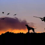 Cyprus Hunting Licence Fees to Rise Significantly Under New Bill