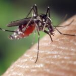 Mosquito-Borne Diseases Emerge as Growing Threat in Europe