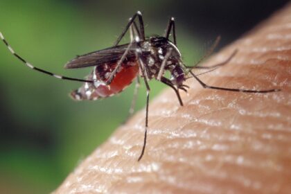 Mosquito-Borne Diseases Emerge as Growing Threat in Europe