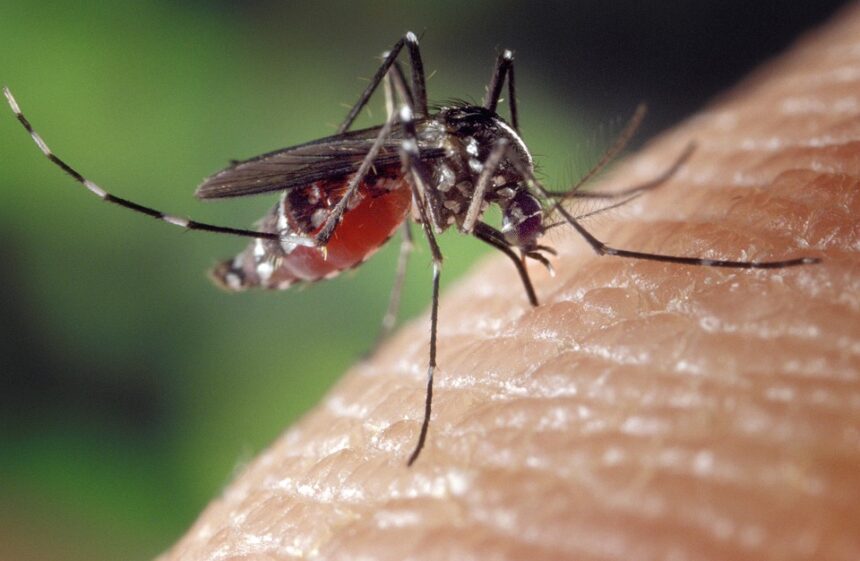 Mosquito-Borne Diseases Emerge as Growing Threat in Europe
