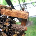 Worker Bees Build a Royal Palace for the Honeybee Queen