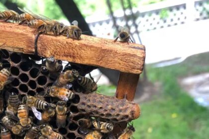 Worker Bees Build a Royal Palace for the Honeybee Queen