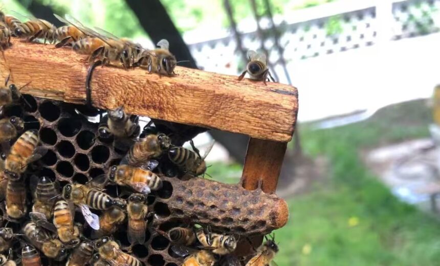 Worker Bees Build a Royal Palace for the Honeybee Queen