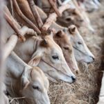 Foot and Mouth Disease Situation Remains Stable