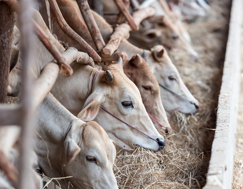 Foot and Mouth Disease Situation Remains Stable