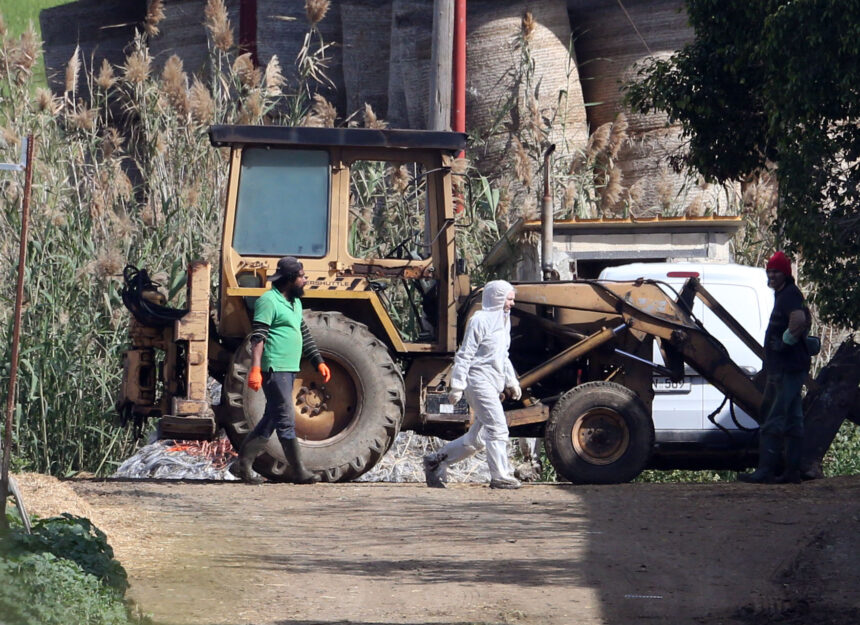 Foot and Mouth Disease Culling Efforts Near Completion