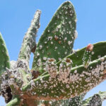 Cyprus Battles the Invasive Prickly Pear Cochineal Threat