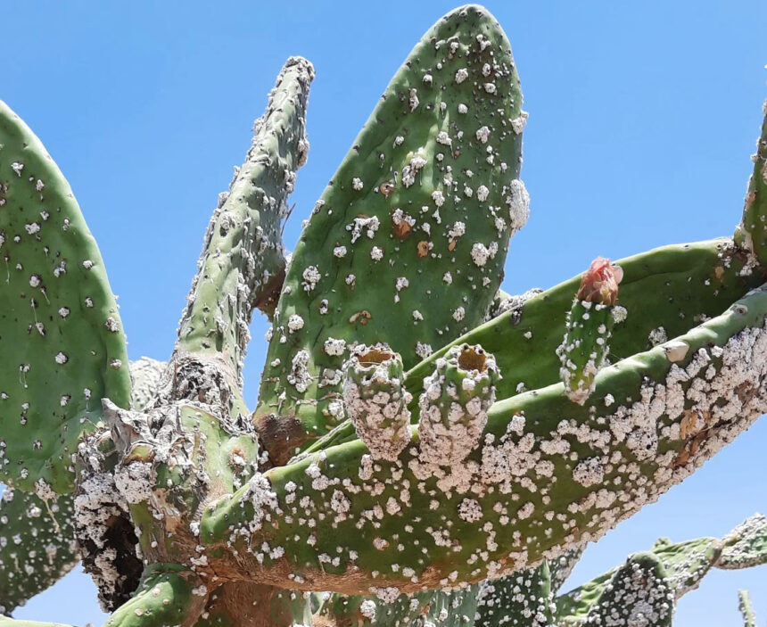 Cyprus Battles the Invasive Prickly Pear Cochineal Threat