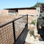 Foot and Mouth Disease Trauma in Cyprus' Farming Community