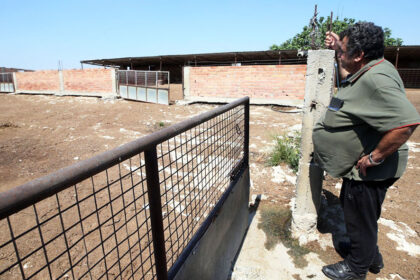 Foot and Mouth Disease Trauma in Cyprus' Farming Community