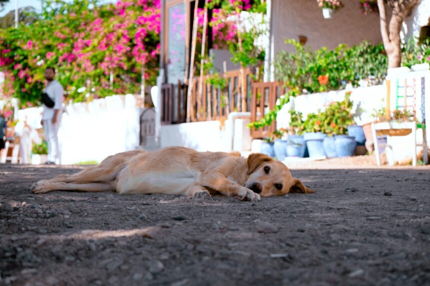 Extreme Heat in Cyprus: The Hidden Dangers