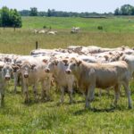 EU Livestock Levels Face Significant Reduction in 2025