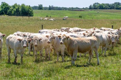 EU Livestock Levels Face Significant Reduction in 2025