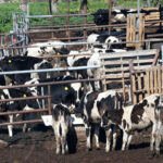 Two Farming Units May Have Foot and Mouth Disease