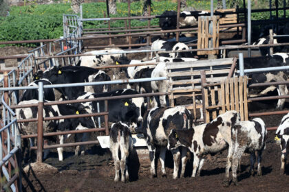 Two Farming Units May Have Foot and Mouth Disease