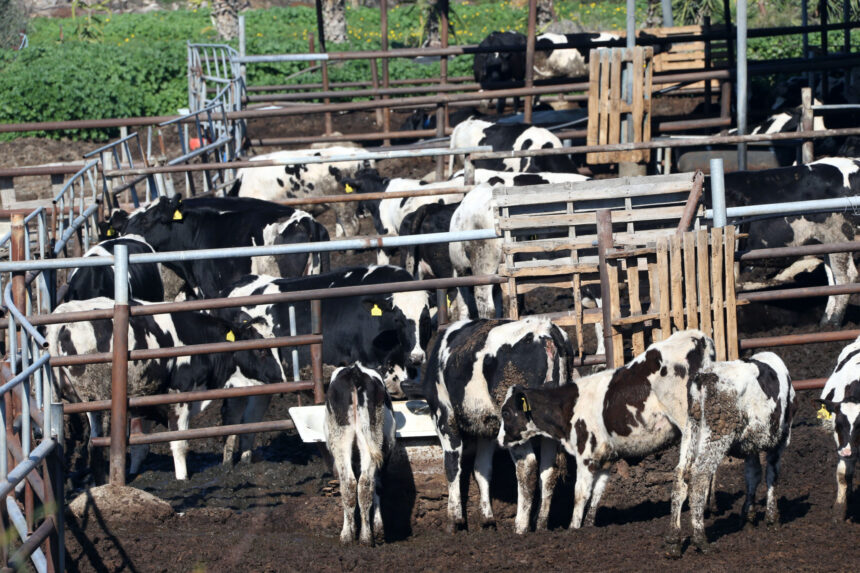 Two Farming Units May Have Foot and Mouth Disease