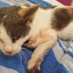 Concerns Grow Over Cat Shootings and Animal Welfare in Cyprus