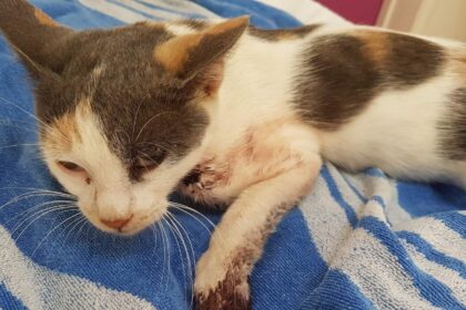 Concerns Grow Over Cat Shootings and Animal Welfare in Cyprus