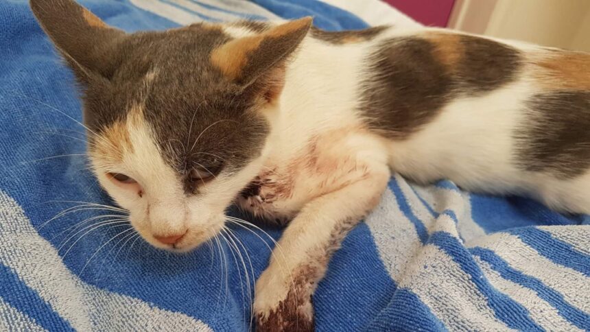 Concerns Grow Over Cat Shootings and Animal Welfare in Cyprus