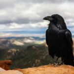Cyprus Crows: Smarter Than You Think